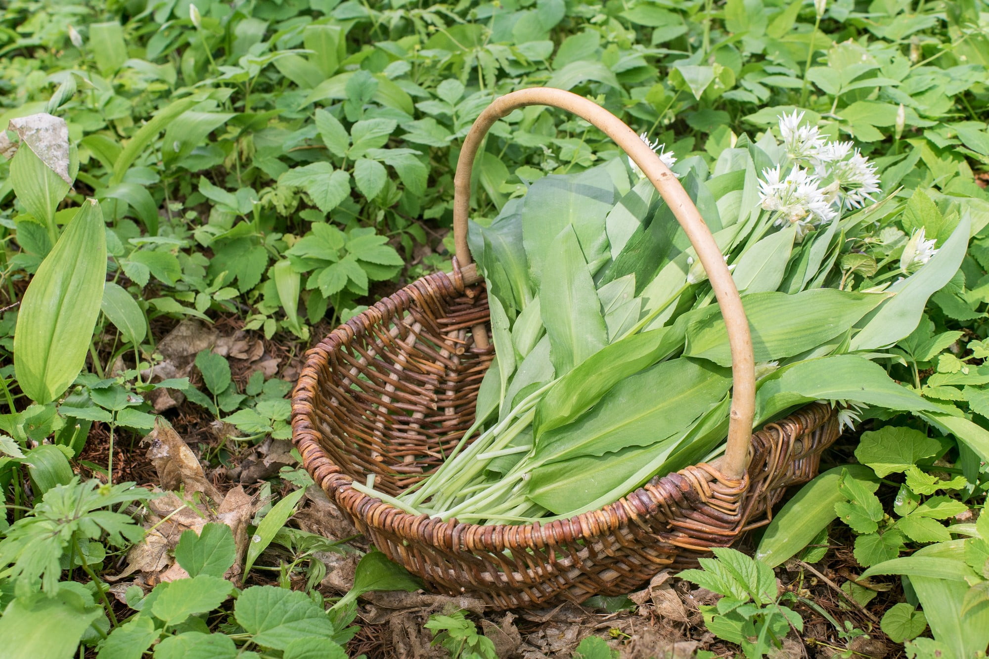 Ideálne suché bylinky zbierajte najlepšie ráno, kedy je v nich najvyšší obsah aromatických látok.