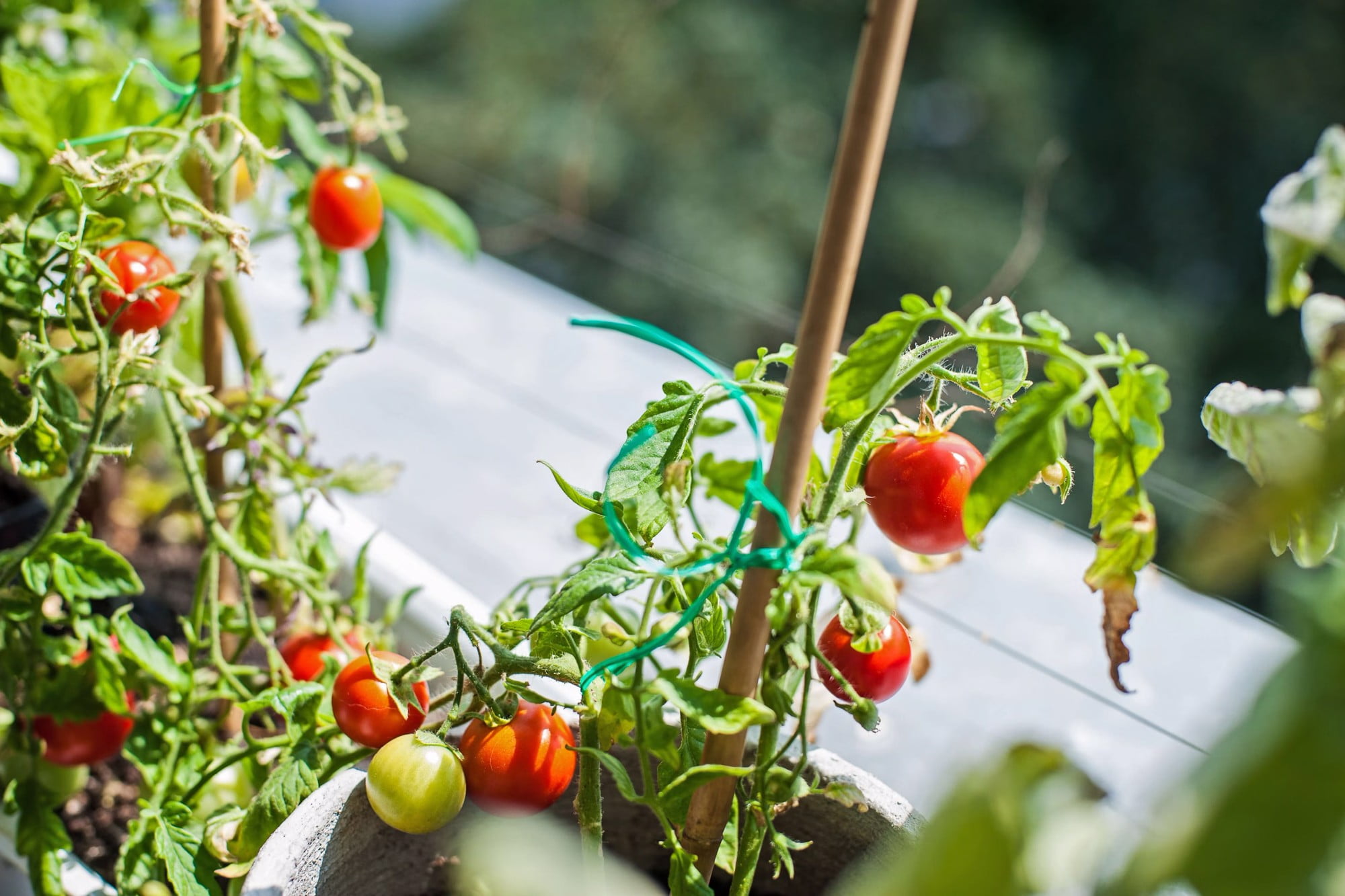 Vypestujte si vlastné paradajky na balkóne.