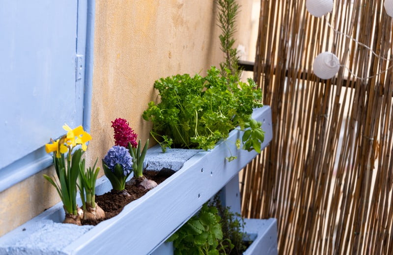 Pestovanie na balkóne: ako mať balkón plný zeleniny, byliniek a kvetov