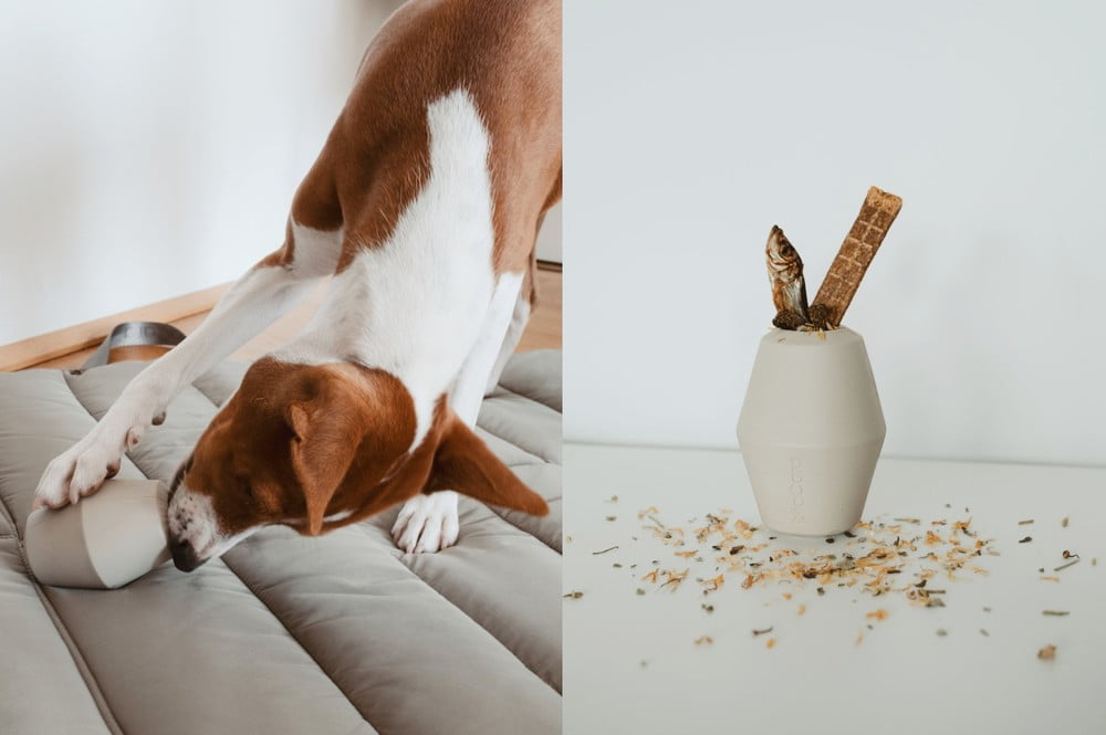 Inšpirácia: Domáci miláčikovia