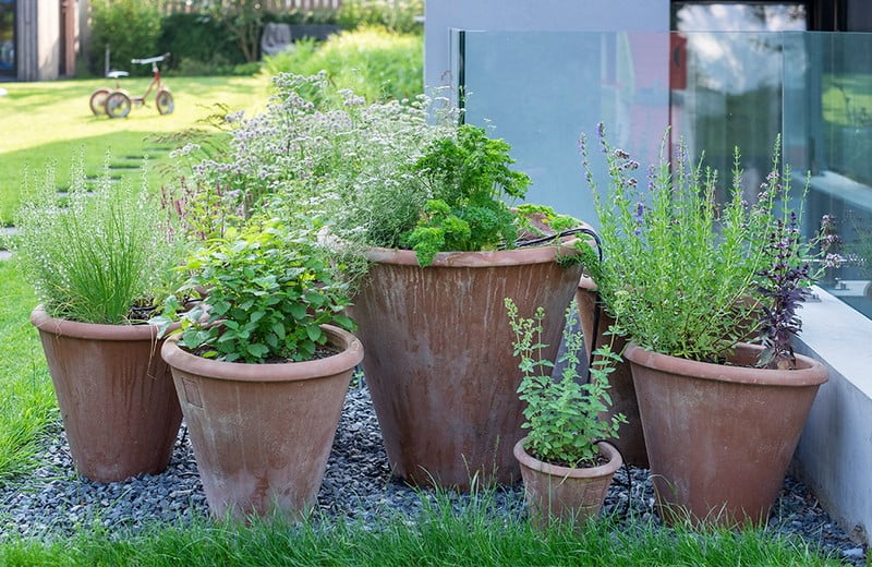 7 jedlých rastlín na záhradu aj balkón