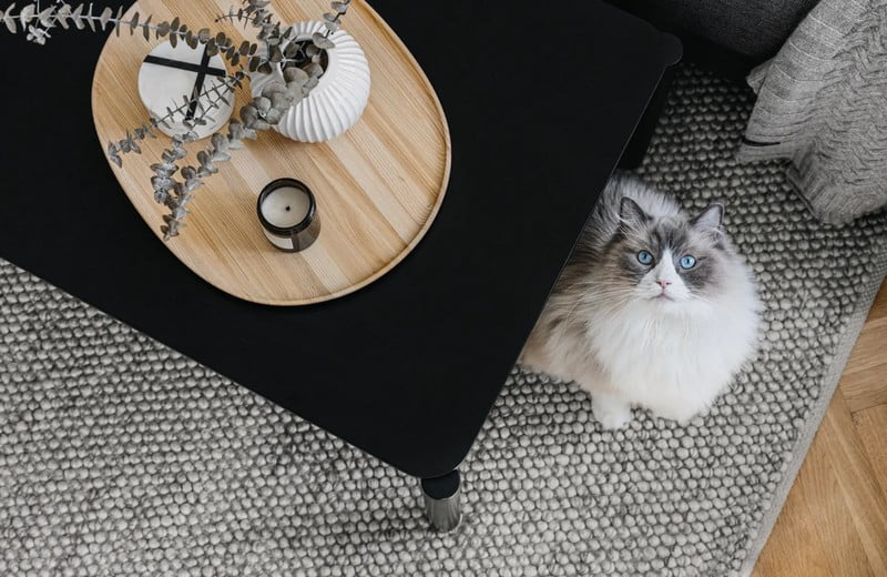 Návod, ako perfektne vyčistiť koberec z každého materiálu