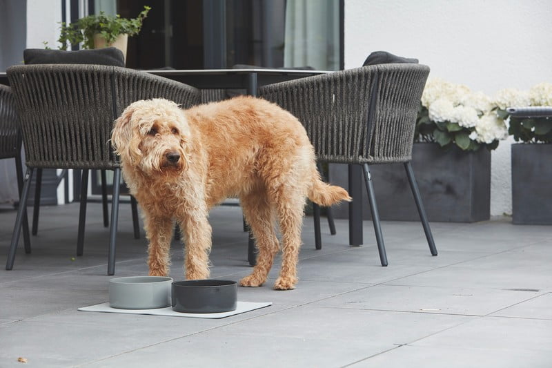 Inšpirácia: Domáci miláčikovia