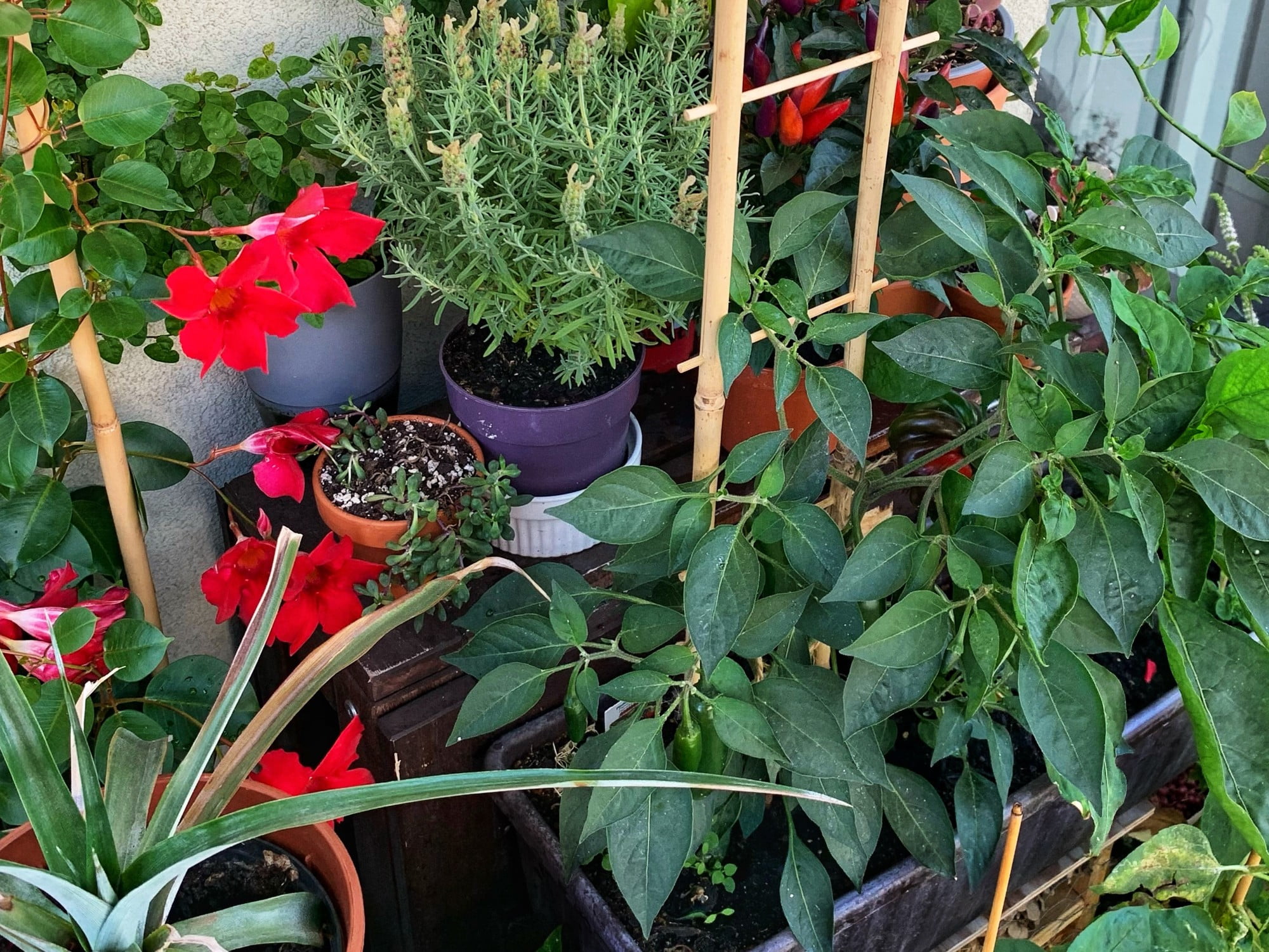 Na terase môžete pestovať aj papriky. Stavte na tenkostenné odrody a pálivé papriky.
