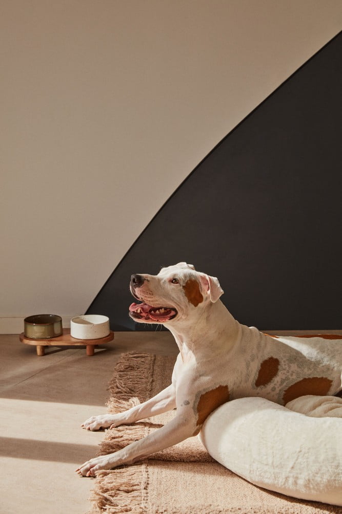 Inšpirácia: Obývacia izba, Domáci miláčikovia