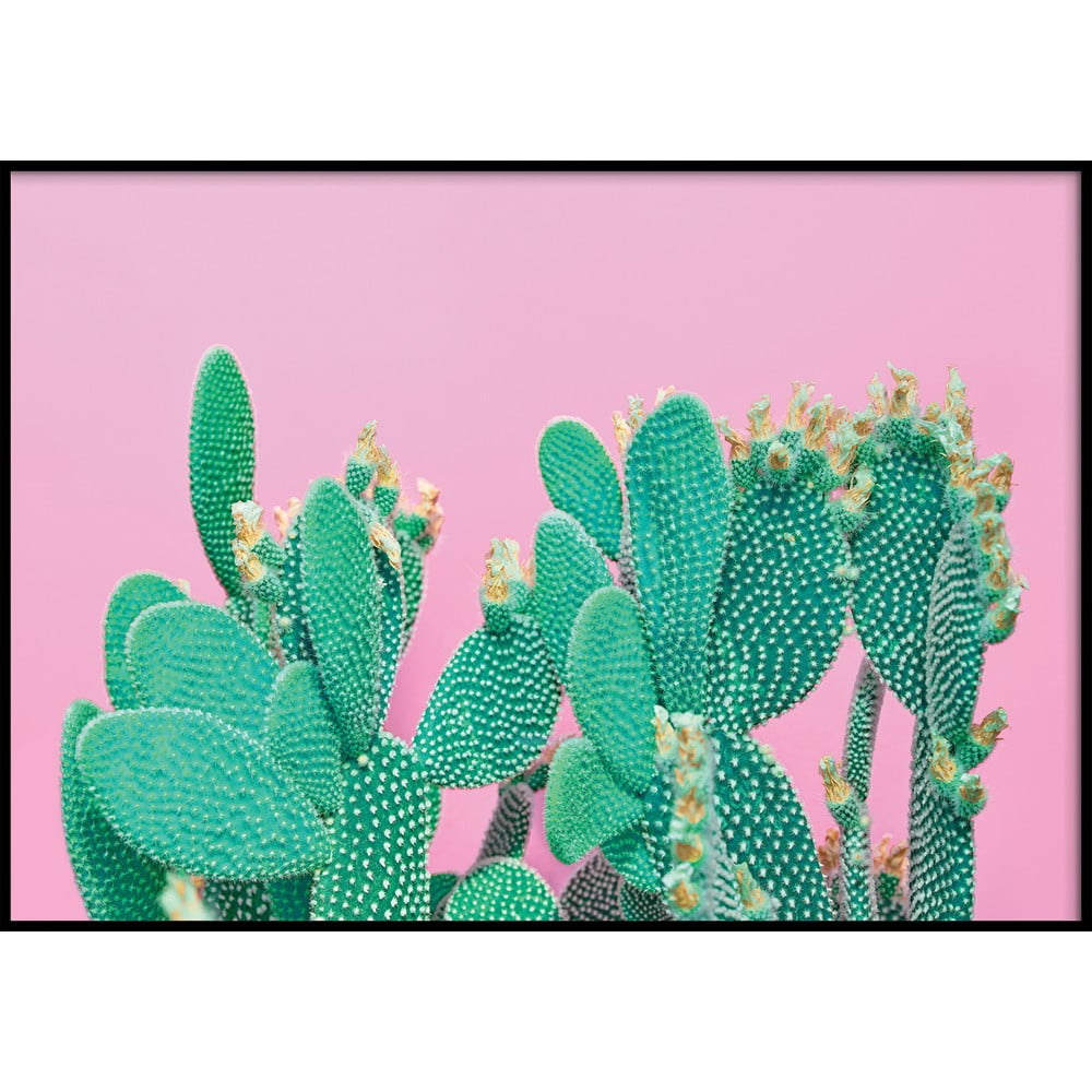 Obrázok Nástenný obraz CACTUS, 70 x 100 cm