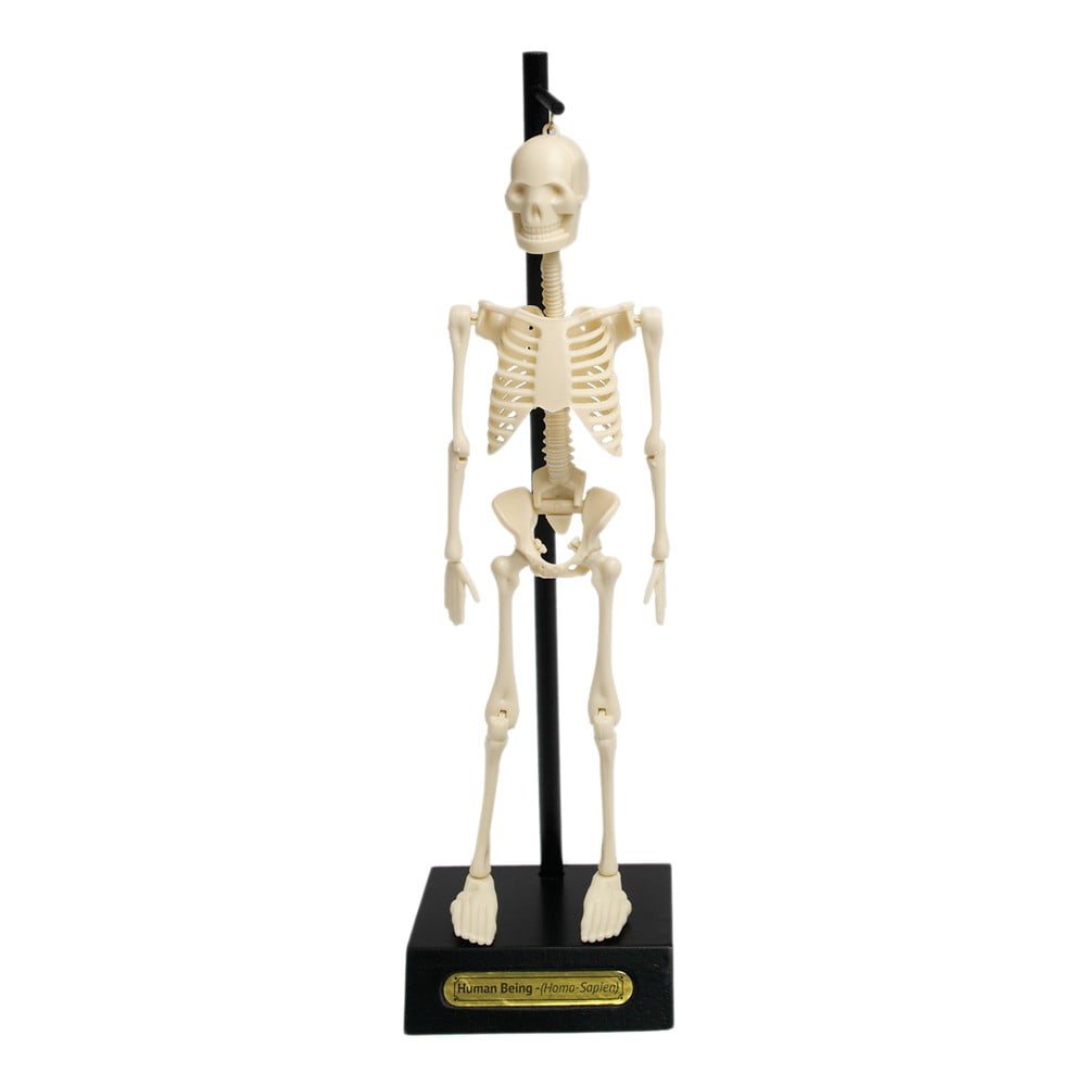 E-shop Model kostry Rex London Anatomical