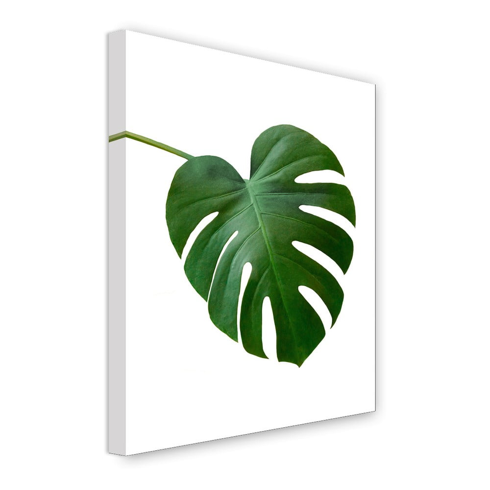 Obrázok Obraz na plátne Styler Monstera, 32 x 42 cm