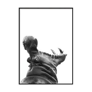 Plagát DecoKing Hippopotamus, 50 x 40 cm