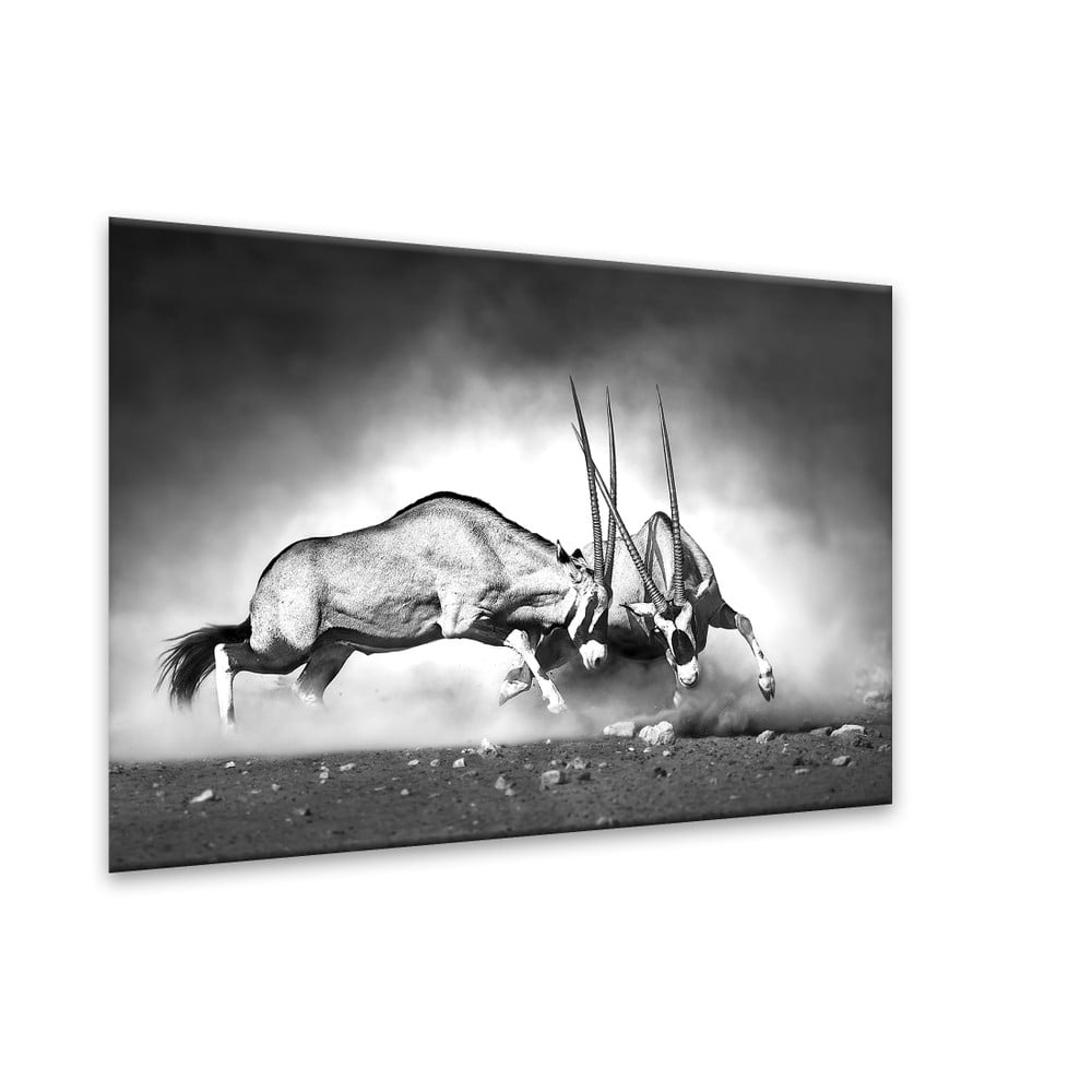 Obrázok Obraz Styler Glas Animals Gazelle, 70 × 100 cm