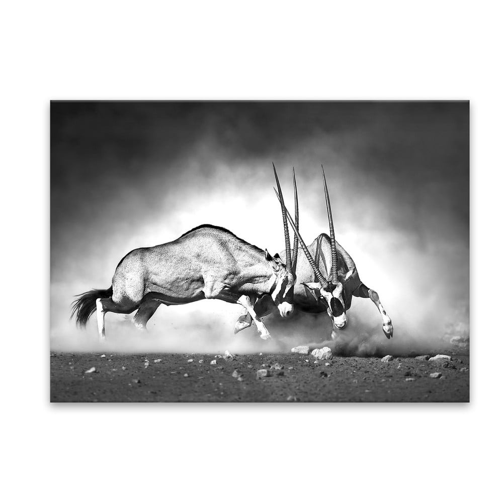 Obrázok Obraz Styler Glas Animals Gazelle, 70 × 100 cm