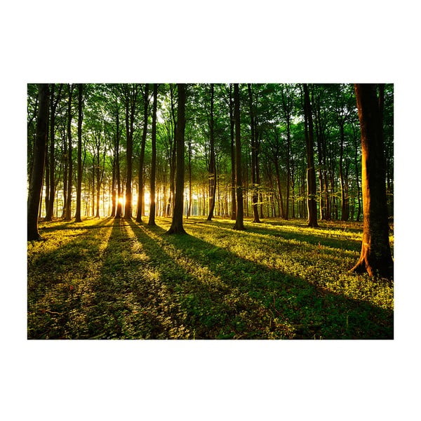 Veľkoformátová tapeta Artgeist Spring Morning in the Forest, 200 x 140 cm